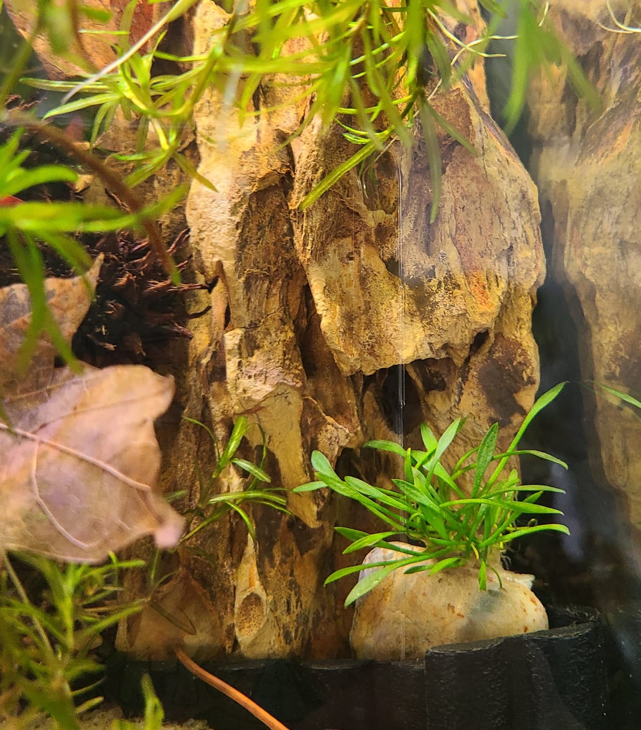 Customer photo review of Dwarf Sag (Sagittaria Subulata)