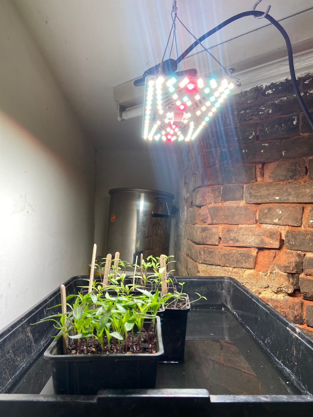 Customer photo review of Pflanzenlampe von Wurzelwerk & CreScience