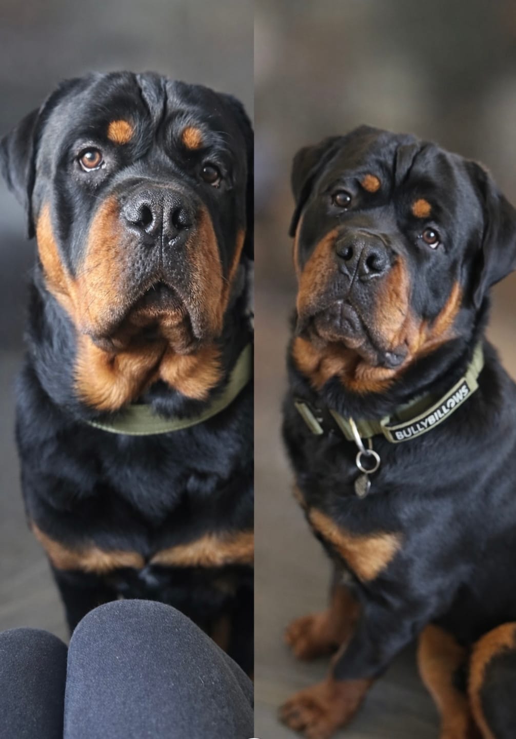 Customer photo review of 5cm Combat® Collar | With Handle & Secure Clip - Khaki