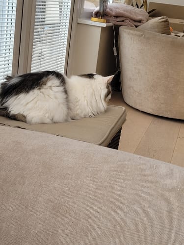 Customer photo review of 1 Month Supply – 1 Cat