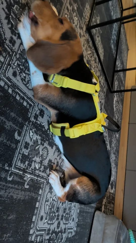 Customer photo review of Harnais chien en Y - Nylon Cordura haute résistance