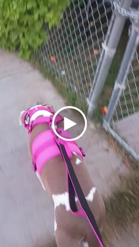 Customer video review of Pink Bully Proof Collar