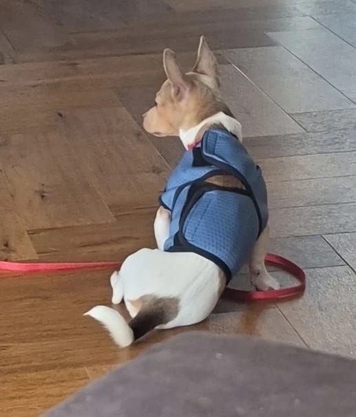 Customer photo review of TruePet Beruhigungsweste für Hunde | Anti-Angst Kompression bei Gewitter & Feuerwerk | Atmungsaktives Mesh