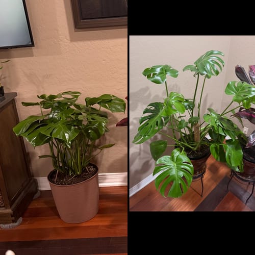 Reviewer shows a before and after image of their Monstera plant, demonstrating its healthy growth.