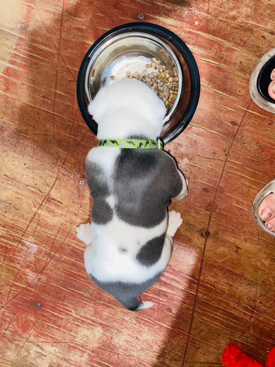 Customer photo review of PetFamily Foods Cachorros