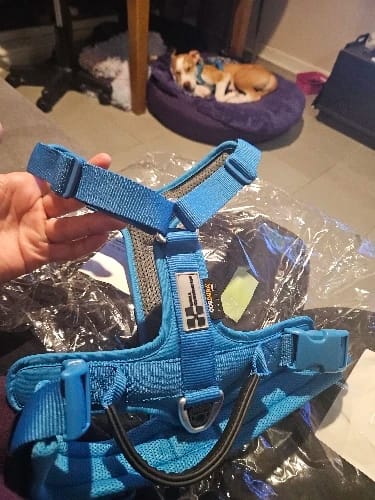 Customer photo review of Harnais chien en Y - Nylon Cordura haute résistance
