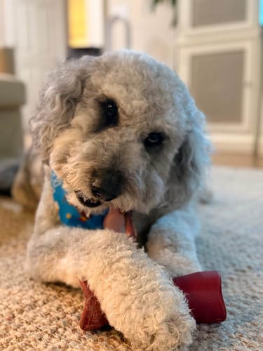 Customer's grey doodle dog, mentioned in the review, lying on a carpet with a red chew toy.