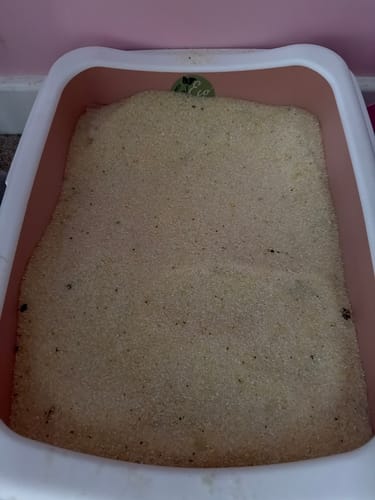 Customer photo review of 1 Month Supply – 1 Cat