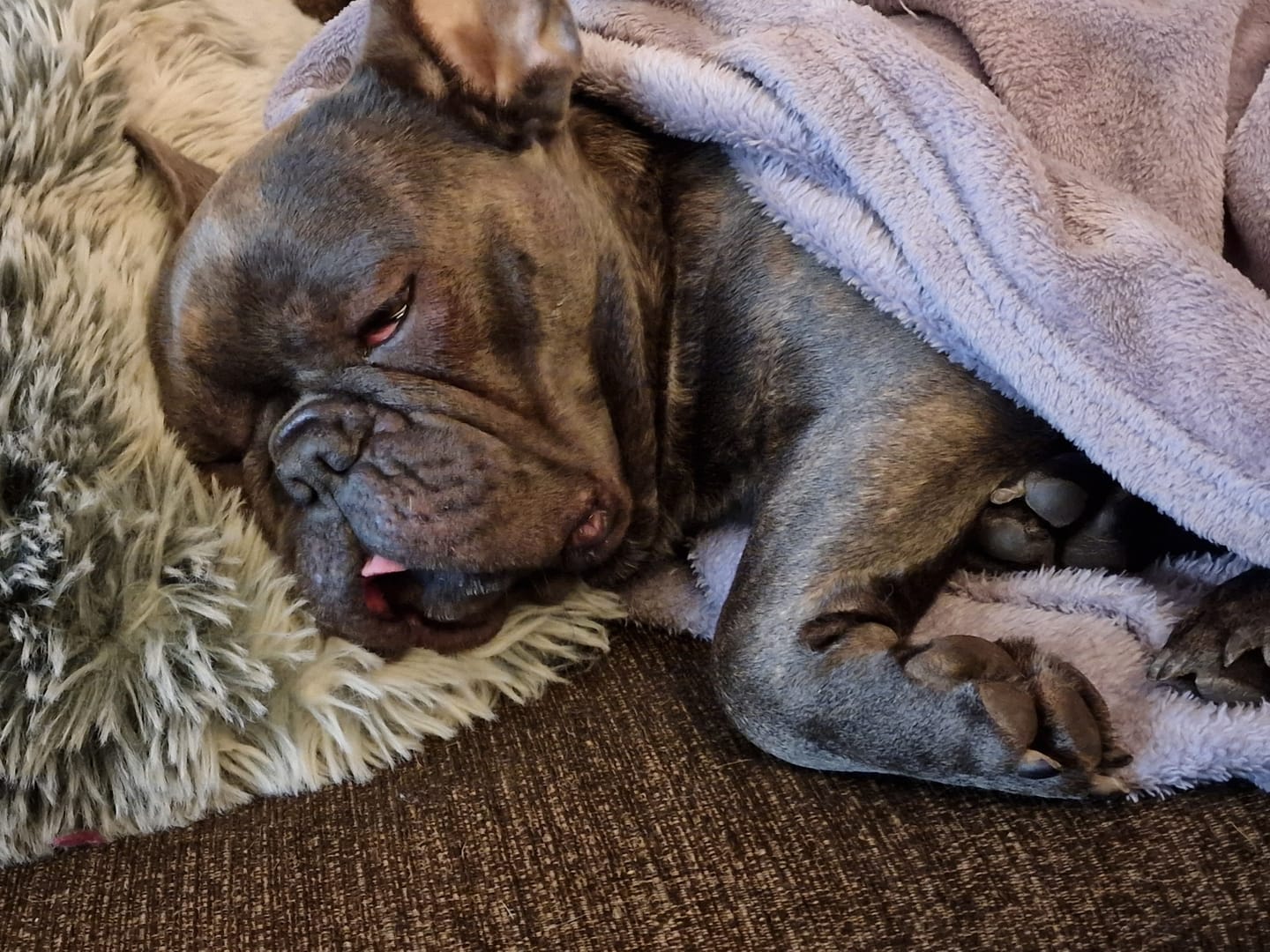 Customer photo review of Active VetDiet Ultra Dermo All size suņiem