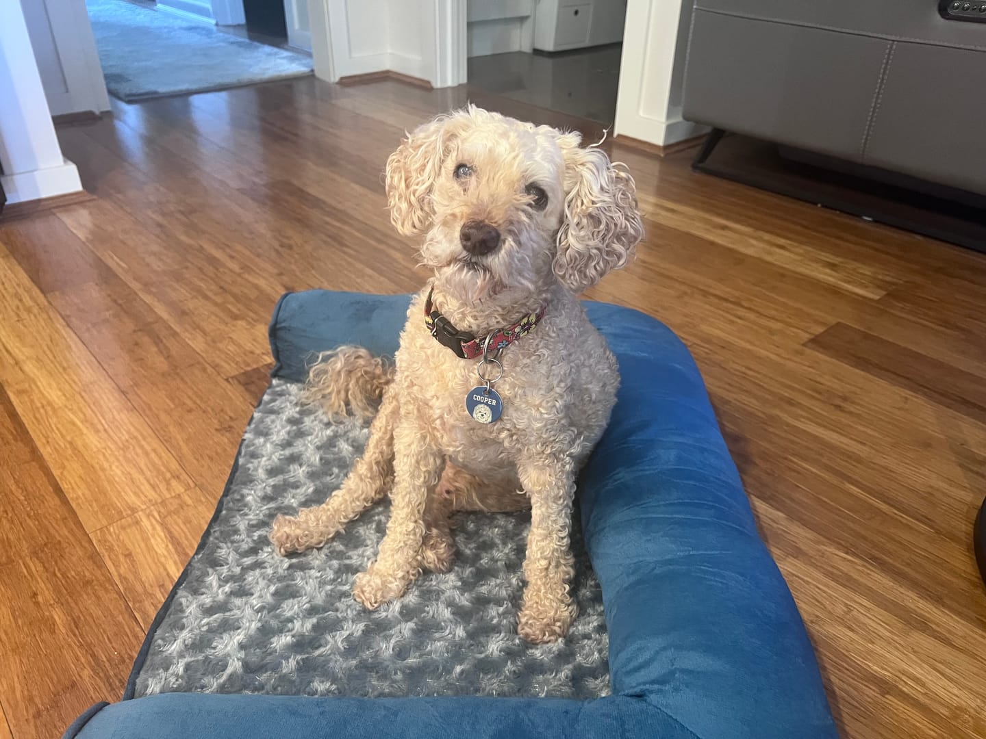 Customer photo review of Pet Sofa Bed