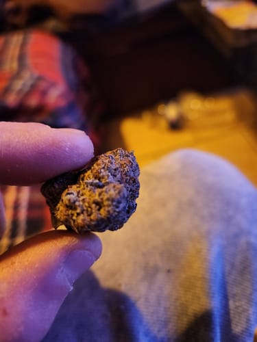 Close-up of a customer holding a dense, dark Blue Zushi bud in their fingers.