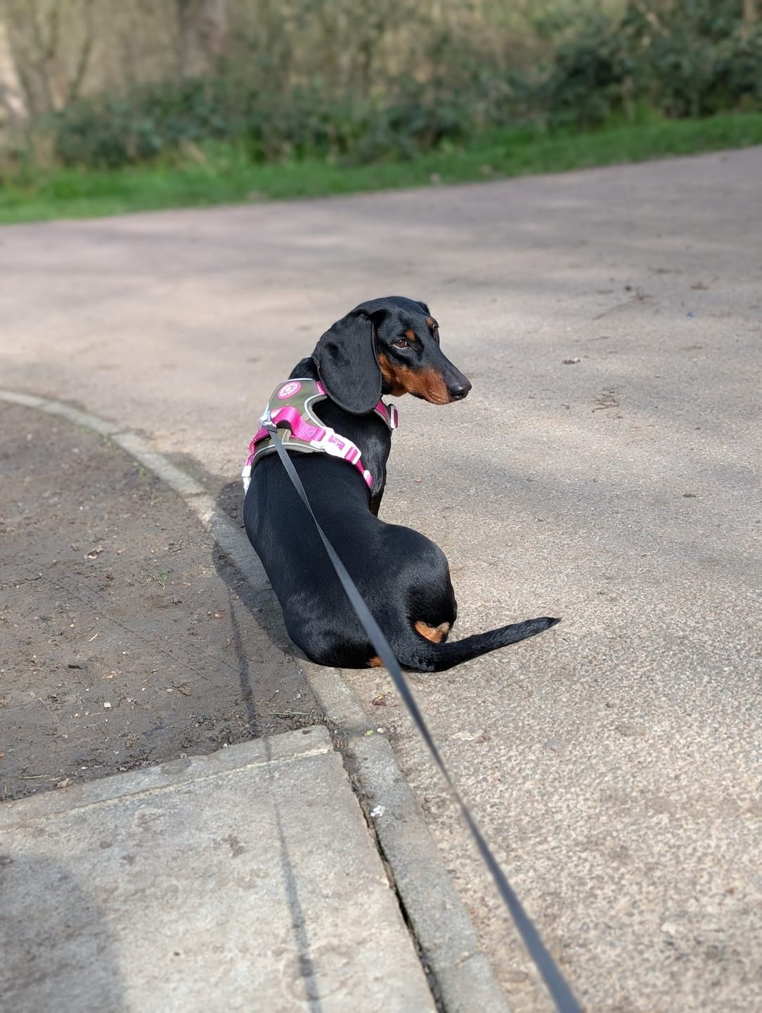 Customer photo review of Trail & Glow Dog Harness - COLOUR DROPS® - Olive it Hot