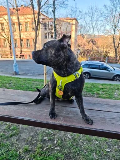 Customer photo review of Harnais chien en Y - Nylon Cordura haute résistance