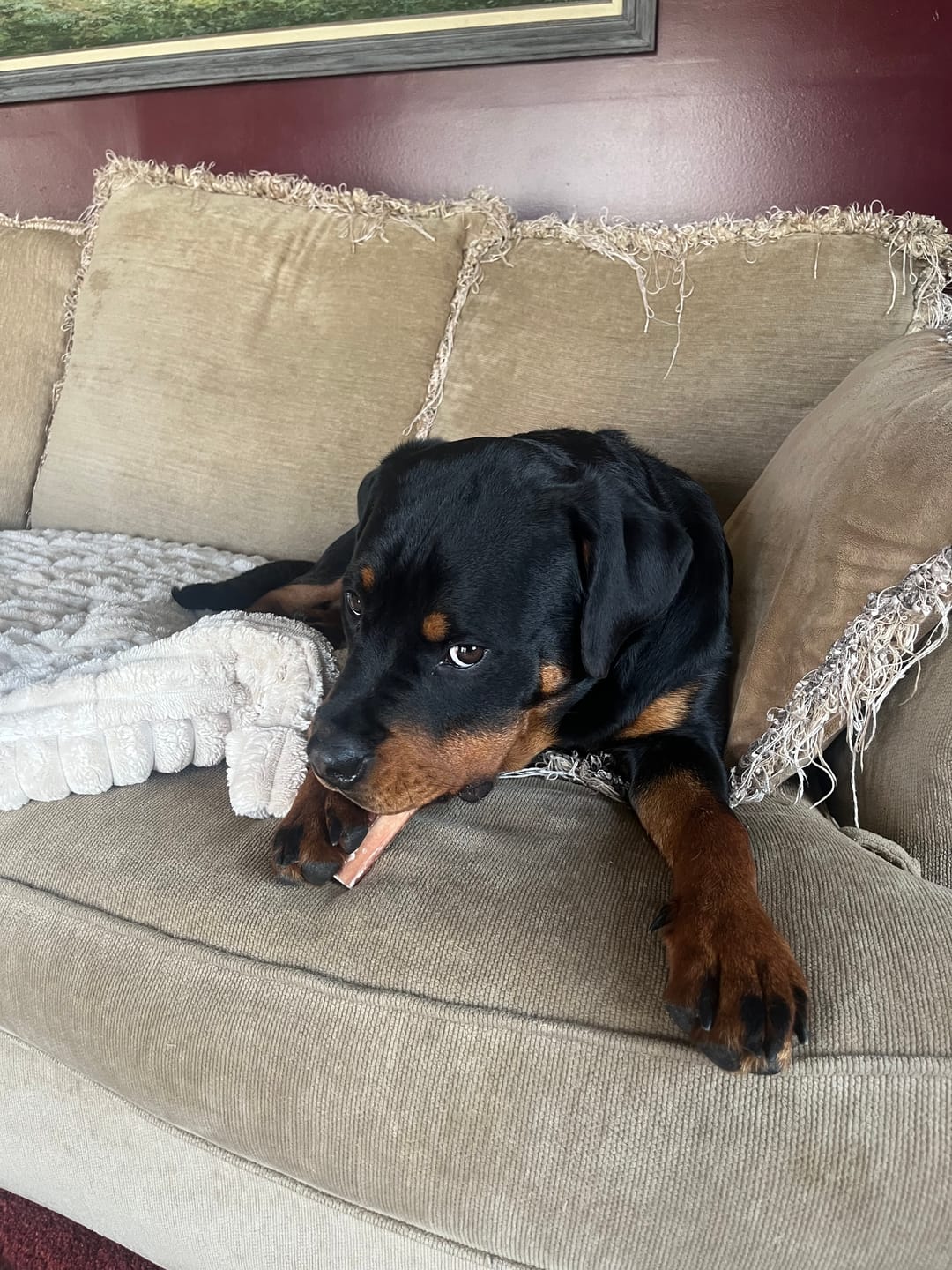 Customer photo review of 6 Inch Monster Bully Stick