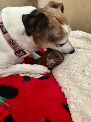 A customer's small dog with a pink collar chews on a Smoked Beef Marrow Bone on a blanket.