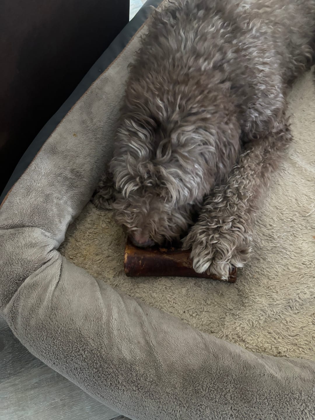 Customer photo review of Large Dog Black Friday Bundle II (4x 5oz Jerky Bags + 4x LARGE Smoked Marrow Bones)