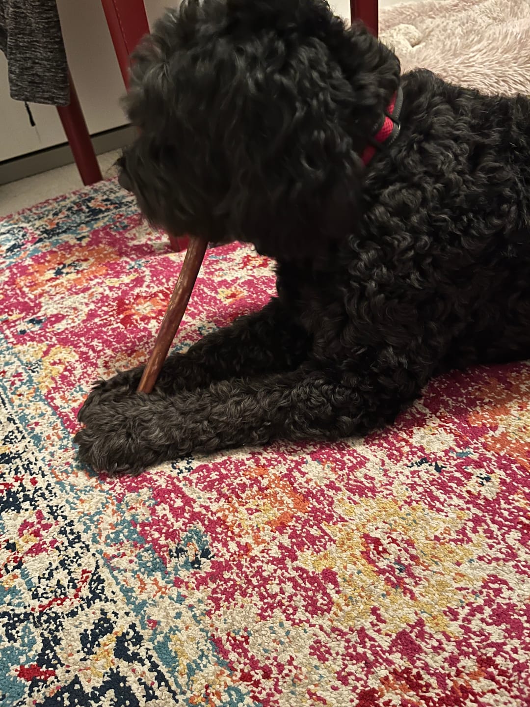Customer photo review of 5-6 Inch Champion Chew