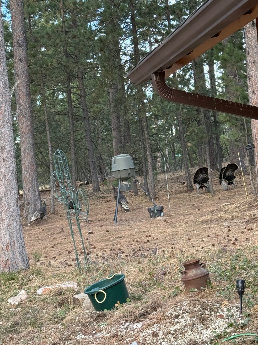 Customer photo review of 12V Metal Game Feeder Kit