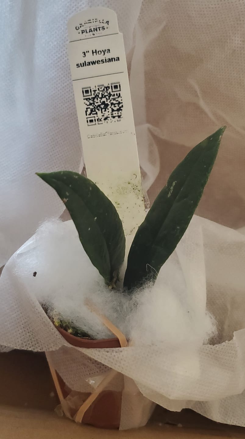Customer photo review of Hoya sulawesiana