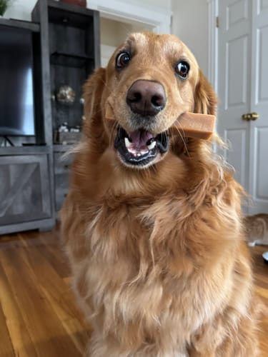 Customer's happy golden retriever holding a Long-Lasting Yak Chew in its mouth and looking at the camera.