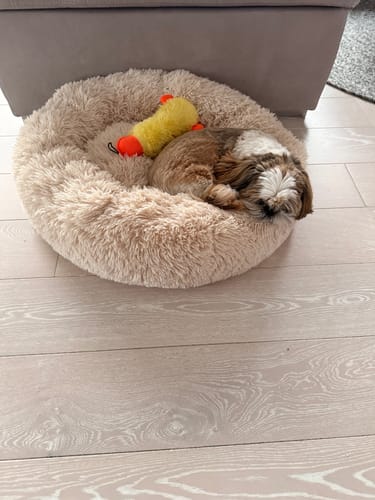 Customer photo review of CalmBed