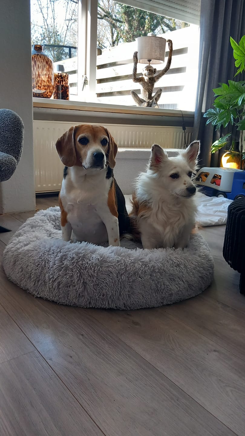 Customer photo review of Pet Perfect Fluffy Donut Hondenmand - Rond - Wasbaar