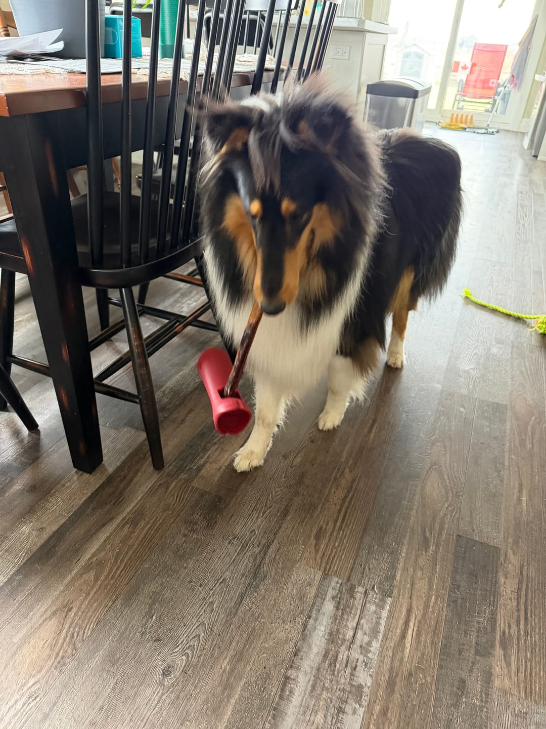 Customer photo review of Bully Stick Safety Holder