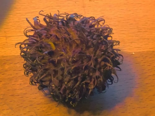 Ein Kunde zeigt eine einzelne, pelzige Rambutan-Frucht auf einer hölzernen Oberfläche.