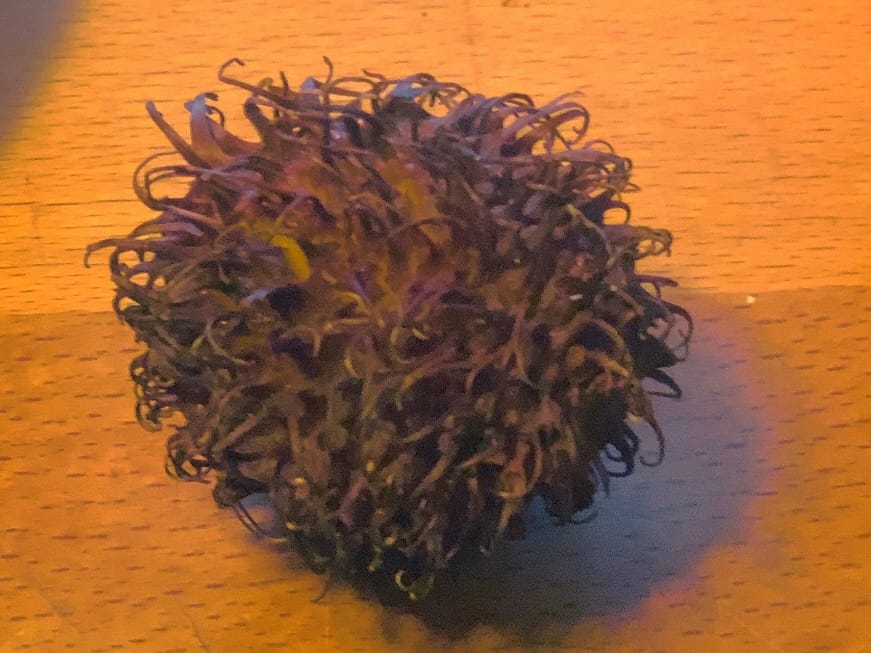 Customer photo review of Rambutan naturbelassen
