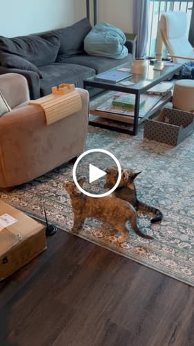 Customer video review of Interactive Bird Simulation Cat Toy Set