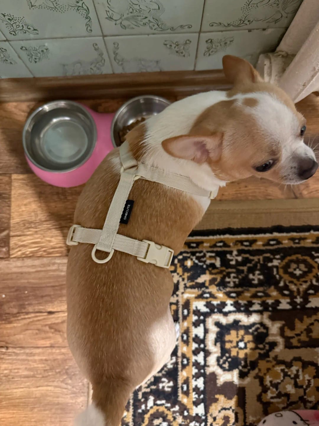Customer photo review of Harnais petit chien en Y - Minimaliste & Durable