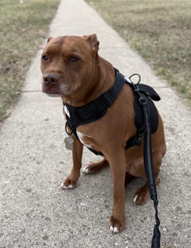 Customer photo review of No Pull Bully Proof Harness