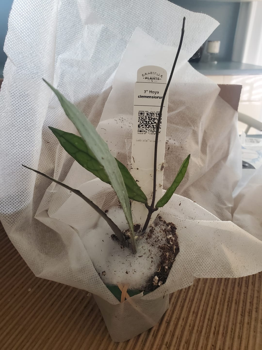 Customer photo review of Hoya clemensiorum