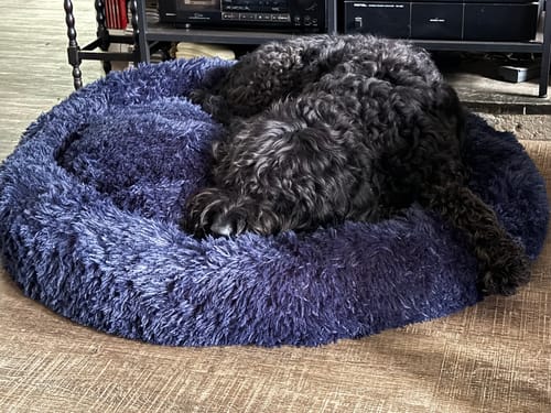 Customer photo review of Calming Donut Bed - Frenchie Blue