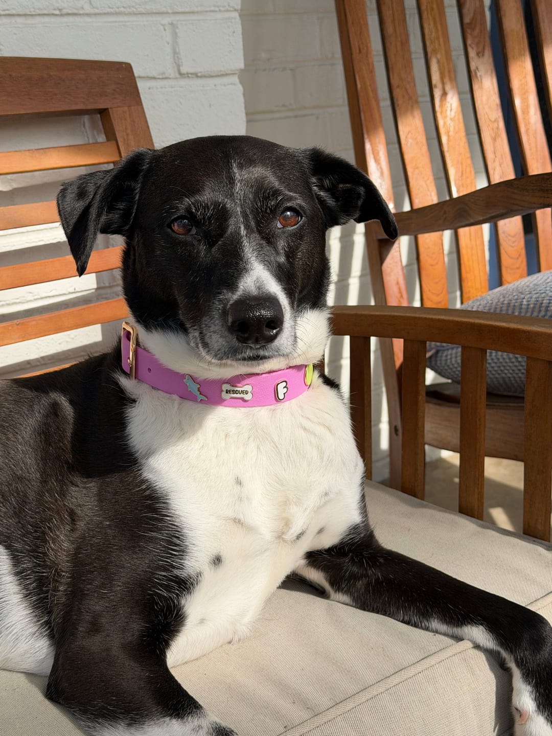 Customer photo review of Moodies Collar