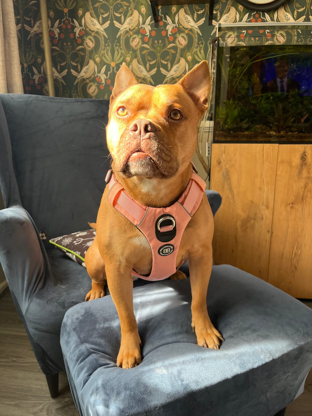 Customer photo review of Anti Pull Hurricane Harness Lighter | With Handle - Pink