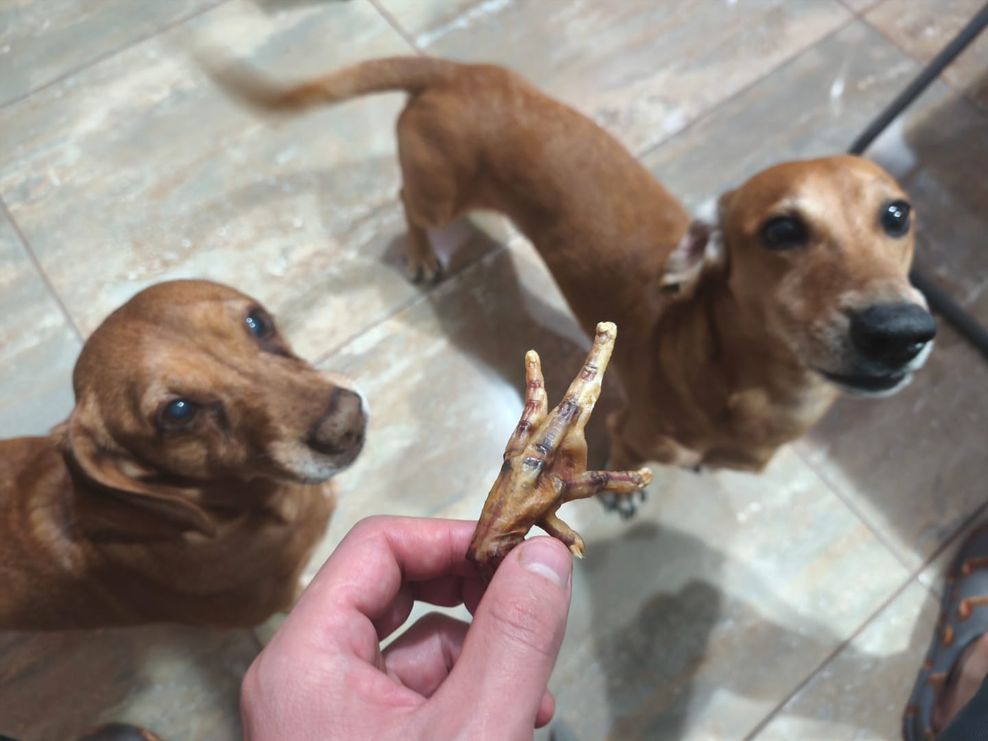 Customer photo review of Patas de pollo  - Pack 60 unidades