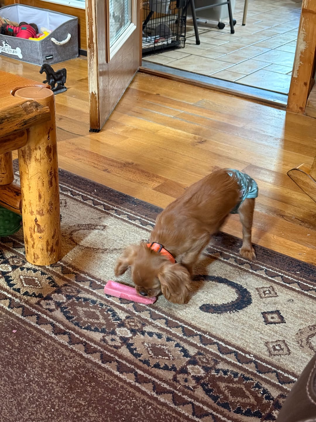 Customer photo review of Strawberry Himalayan Yak Chew (MEDIUM)