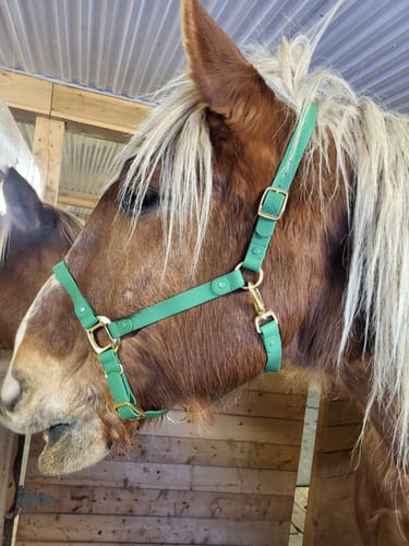 Customer photo review of Personalized Halter