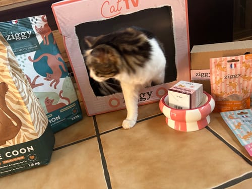 Chat d'un client au milieu de divers produits Ziggy, dont la Pâtée Sans Céréales, et une boîte Cat TV.