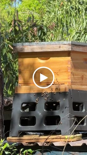 Customer video review of MayBee 10 Frame Screened Bottom Board Beehive Dipped in 100% Beeswax, Bee Hives Kit Includes 2 Deep Boxes & 1 Medium Box with Beehive Frames and Heavy Wax Coated Foundations.Preferred for Summer.