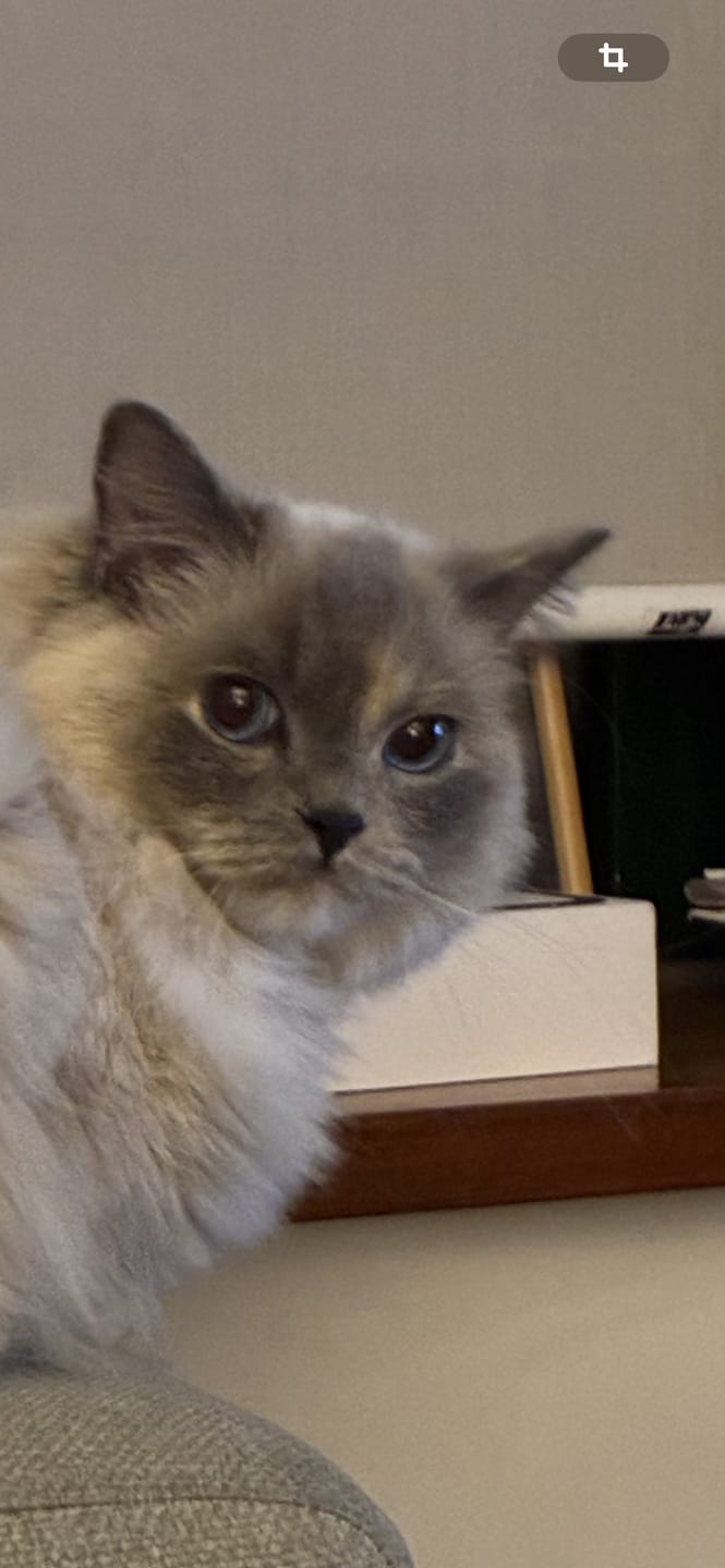 Customer photo review of Arena biodegradable Cosycat 4,3 kg