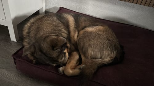 Der Hund eines Kunden schläft nach der Einnahme von Relax Time sichtlich entspannt auf seinem Hundebett.