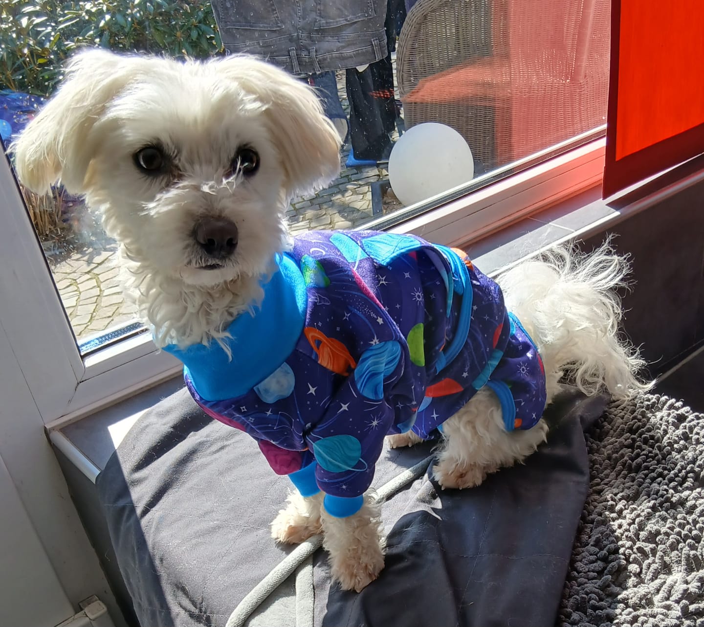 Customer photo review of Dog Surgical Suit