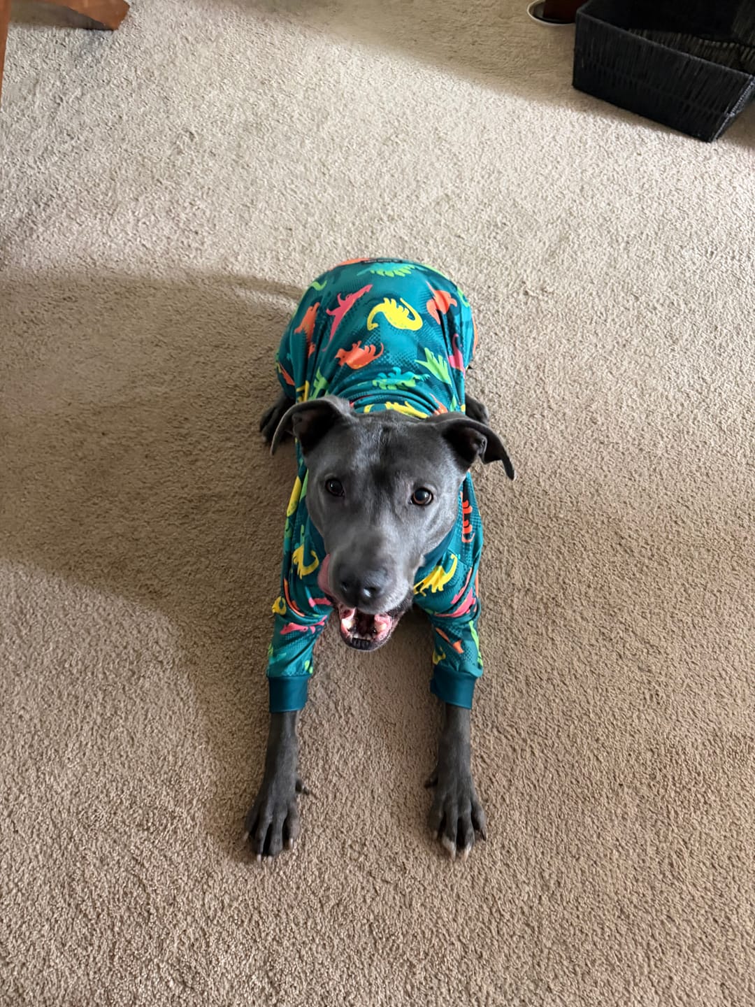 Customer photo review of Dog Pajama - Dinosaurs