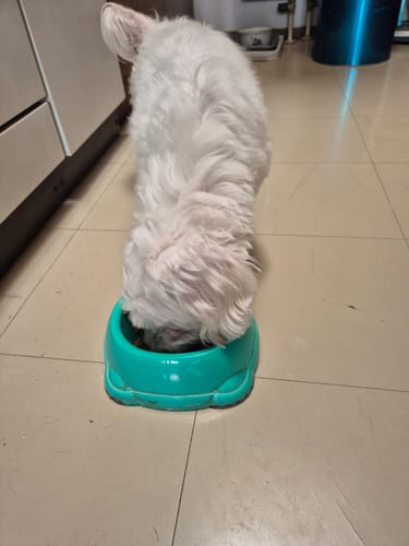 Customer photo review of Frischfutter für Energiebedarf von 376 kCal/Tag