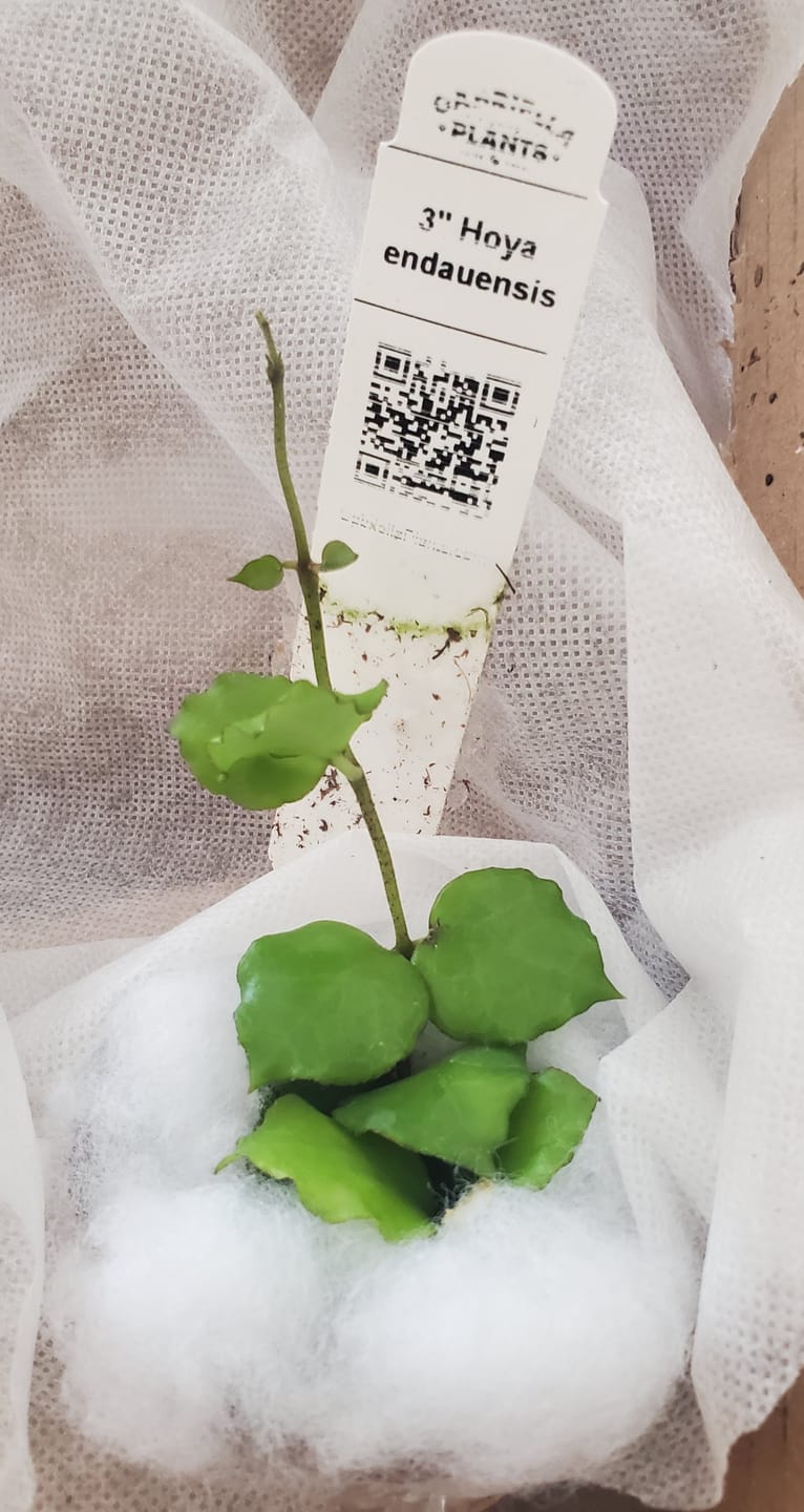Customer photo review of Hoya endauensis