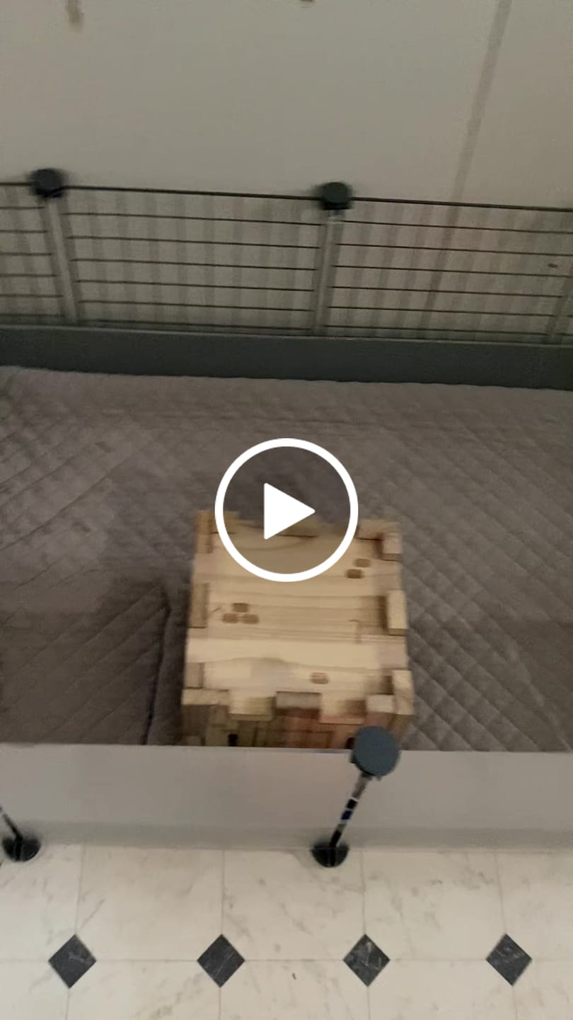 Customer video review of GuineaDad Piggy Condo Guinea Pig Cage with Balcony & Ramp (C&C)