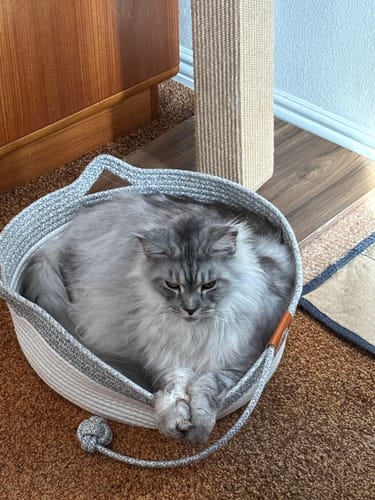 Customer photo review of Instinct Basket | Meet the first research-backed natural territory for indoor cats