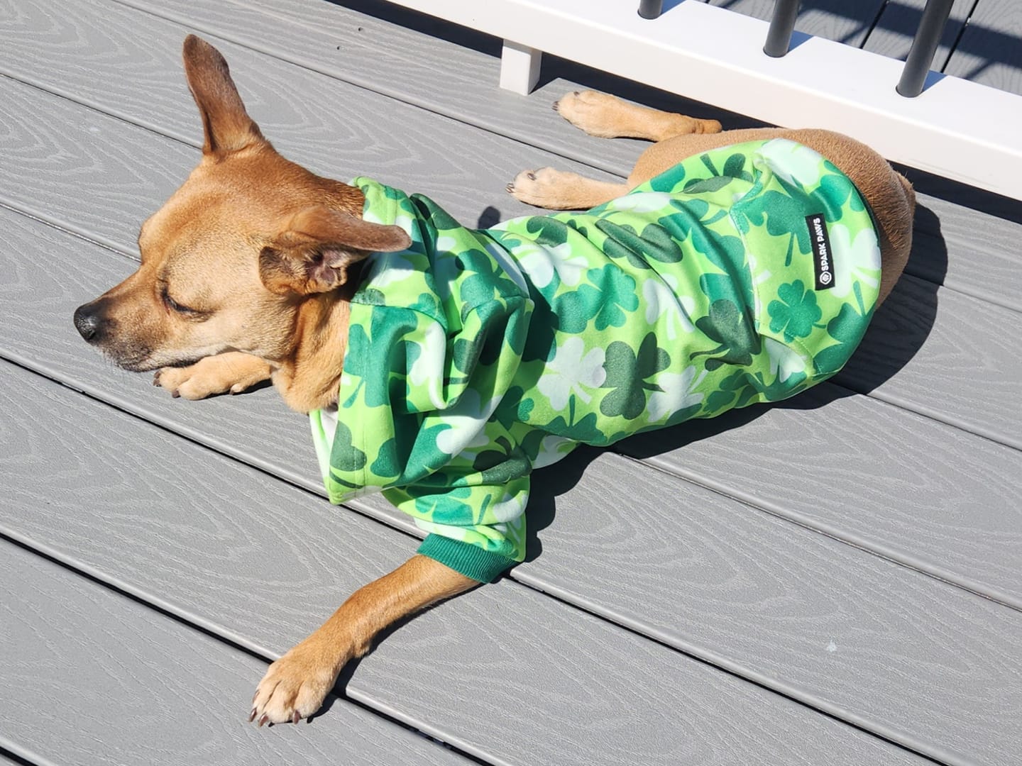 Customer photo review of St. Paddy's Dog Hoodies (Limited Edition)